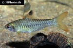 enteromius callipterus enteromius callipterus