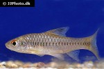enteromius callipterus enteromius callipterus
