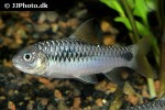 enteromius camptacanthus enteromius camptacanthus