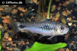 enteromius camptacanthus enteromius camptacanthus
