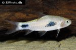 enteromius camptacanthus enteromius camptacanthus