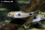 enteromius camptacanthus enteromius camptacanthus