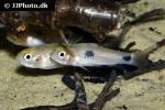 enteromius camptacanthus enteromius camptacanthus