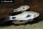 enteromius camptacanthus enteromius camptacanthus