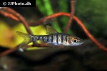 enteromius fasciolatus enteromius fasciolatus