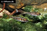 enteromius fasciolatus enteromius fasciolatus