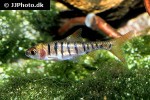 enteromius fasciolatus enteromius fasciolatus