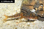 enteromius fasciolatus enteromius fasciolatus