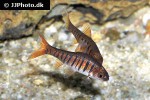 enteromius fasciolatus enteromius fasciolatus