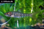 enteromius fasciolatus enteromius fasciolatus