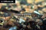 enteromius fasciolatus enteromius fasciolatus