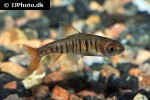 enteromius fasciolatus enteromius fasciolatus
