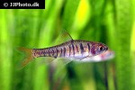 enteromius fasciolatus enteromius fasciolatus