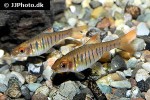 enteromius fasciolatus enteromius fasciolatus