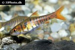 enteromius fasciolatus enteromius fasciolatus