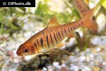 enteromius fasciolatus enteromius fasciolatus