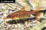 enteromius fasciolatus enteromius fasciolatus