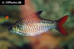 enteromius guirali enteromius guirali