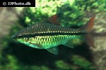 enteromius holotaenia enteromius holotaenia