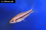 enteromius holotaenia enteromius holotaenia