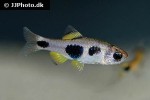 enteromius hulstaerti enteromius hulstaerti