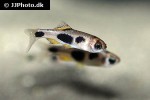 enteromius hulstaerti enteromius hulstaerti