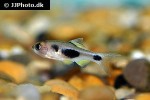 enteromius hulstaerti enteromius hulstaerti