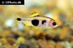enteromius hulstaerti enteromius hulstaerti