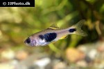 enteromius hulstaerti enteromius hulstaerti