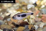 enteromius hulstaerti enteromius hulstaerti