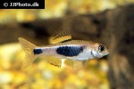 enteromius hulstaerti enteromius hulstaerti