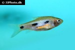 enteromius liberiensis enteromius liberiensis