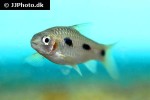 enteromius liberiensis enteromius liberiensis