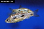 enteromius liberiensis enteromius liberiensis