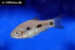 enteromius liberiensis enteromius liberiensis