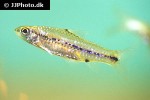 enteromius sublineatus enteromius sublineatus