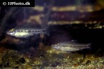 enteromius sublineatus enteromius sublineatus