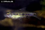 enteromius sublineatus enteromius sublineatus
