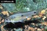 enteromius trispilos enteromius trispilos