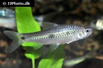 enteromius trispilos enteromius trispilos