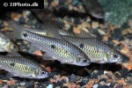 enteromius trispilos enteromius trispilos