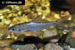 labeobarbus acuticeps labeobarbus acuticeps