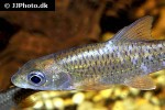 labeobarbus acuticeps labeobarbus acuticeps