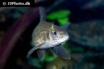 labeobarbus acuticeps labeobarbus acuticeps