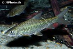 labeobarbus acuticeps labeobarbus acuticeps
