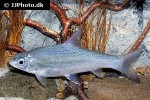 labeobarbus leleupanus labeobarbus leleupanus