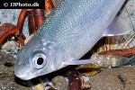 labeobarbus leleupanus labeobarbus leleupanus