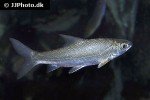 labeobarbus leleupanus labeobarbus leleupanus