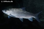 labeobarbus leleupanus labeobarbus leleupanus