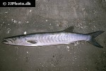 sphyraena afra sphyraena afra